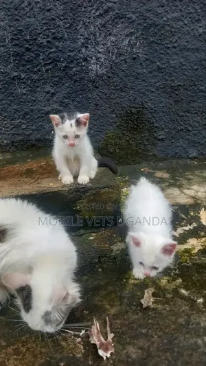 1-3 months Female Purebred American Bobtail