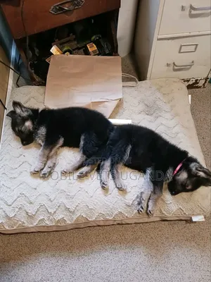 1-3 months Male Purebred German Shepherd