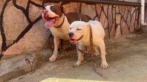 6-12 months Male Purebred American Pit Bull Terrier