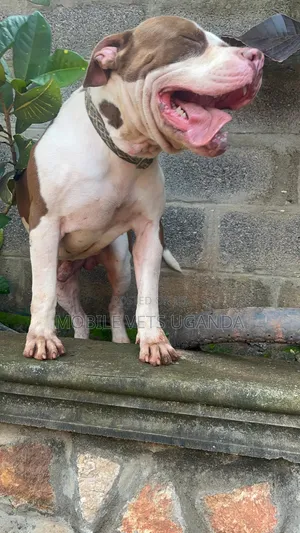 6-12 months Male Purebred American Pit Bull Terrier