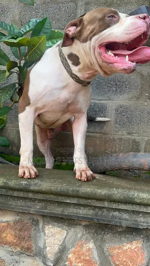 1+ year Female Purebred American Pit Bull Terrier