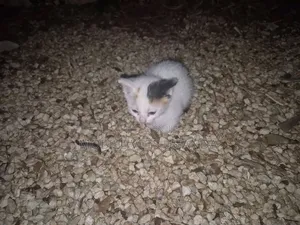 1-3 months Female Purebred Manx