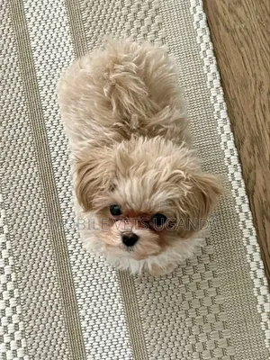 1-3 months Male Purebred Maltese