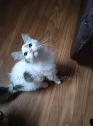 3-6 months Male Purebred Cornish Rex
