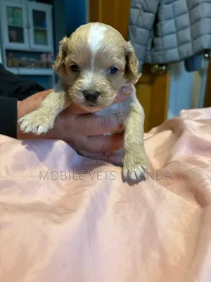 0-1 month Male Purebred Maltese
