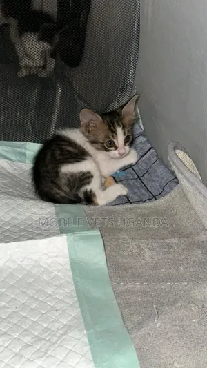 1-3 months Female Purebred British Shorthair