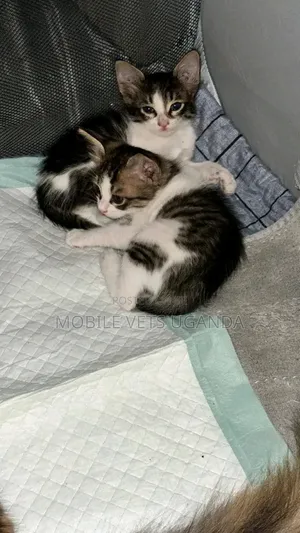 1-3 months Female Purebred Ragdoll