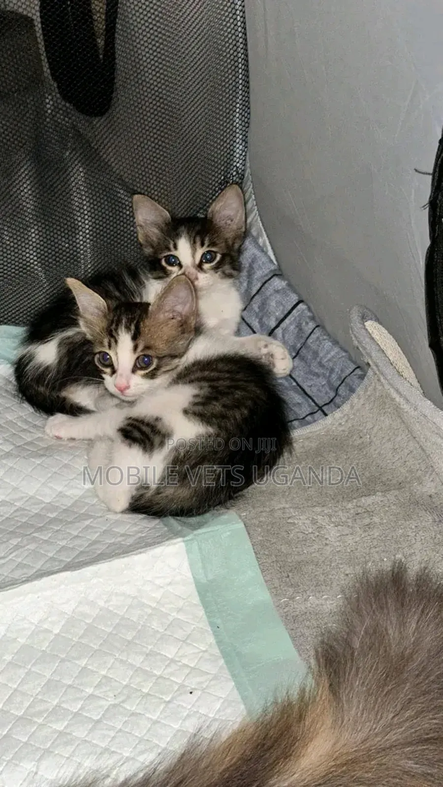 3-6 months Female Purebred Oriental