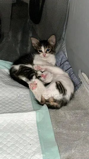3-6 months Female Purebred Singapura