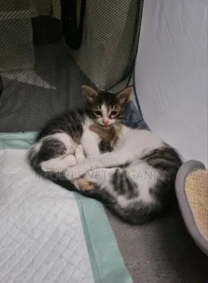 1-3 months Male Purebred Cornish Rex