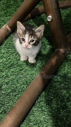 3-6 months Male Purebred Singapura