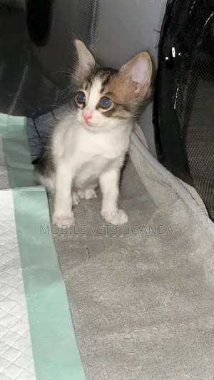 0-1 month Female Purebred Oriental