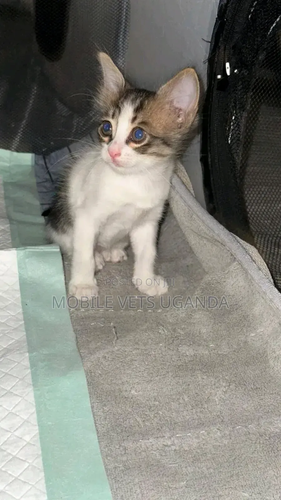 0-1 month Female Purebred Oriental