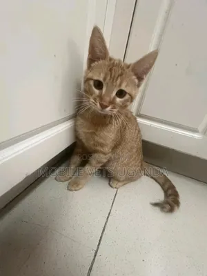 3-6 months Female Purebred Bengal