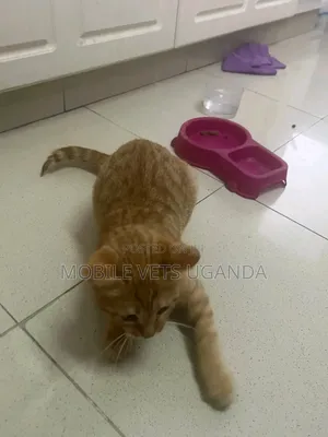 3-6 months Female Purebred Tonkinese