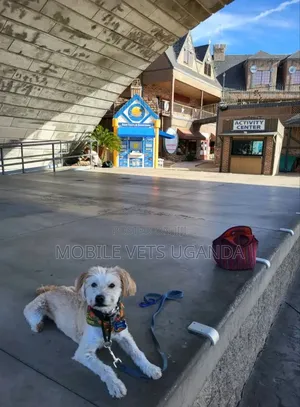 6-12 months Female Purebred Maltese
