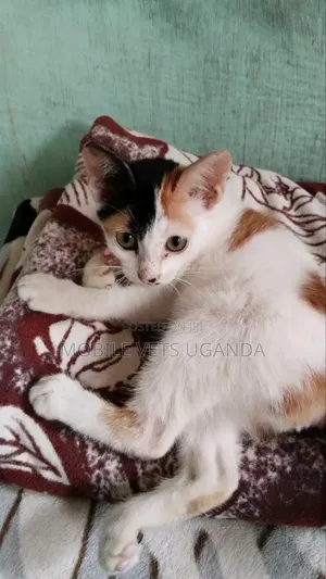 1-3 months Female Purebred Exotic