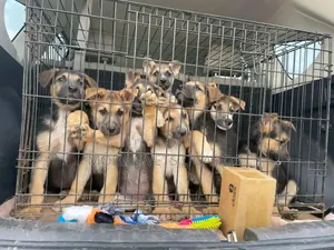 3-6 months Female Purebred German Shepherd