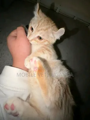 1-3 months Male Purebred Bengal