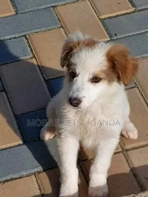 3-6 months Female Purebred Japanese Spitz