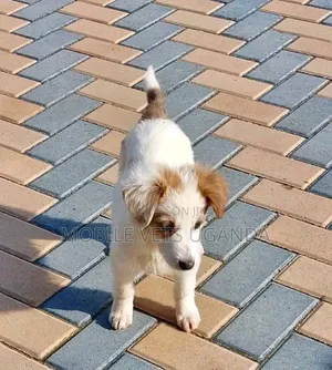 3-6 months Female Purebred Jack Russell Terrier