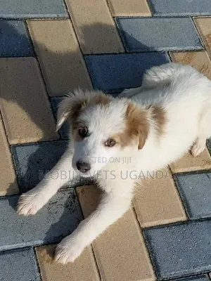 1-3 months Female Purebred Japanese Chin