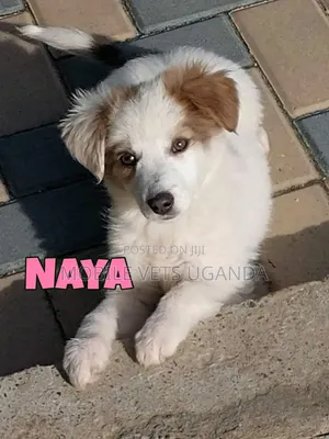 1-3 months Female Purebred Japanese Spitz