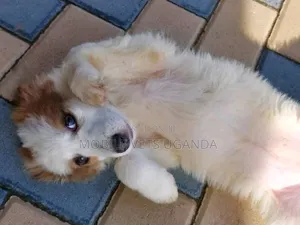3-6 months Male Purebred Japanese Spitz