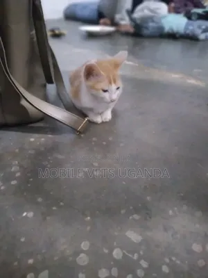 1-3 months Female Purebred British Shorthair