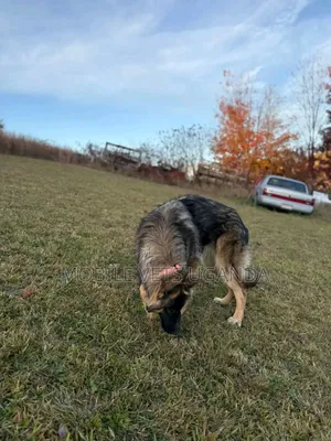 6-12 months Male Purebred German Shepherd