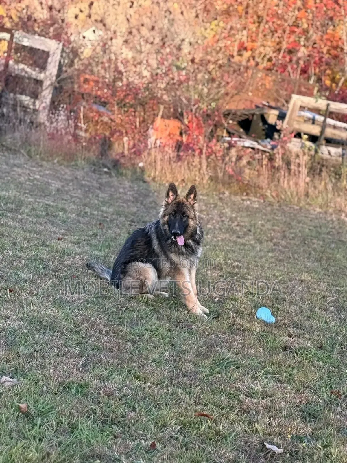1+ year Female Purebred German Shepherd