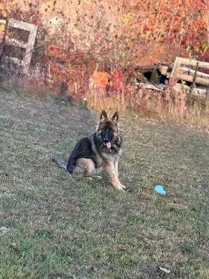 1+ year Female Purebred German Shepherd