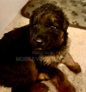 1-3 months Male Purebred German Shepherd