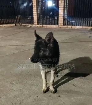 3-6 months Male Purebred German Shepherd