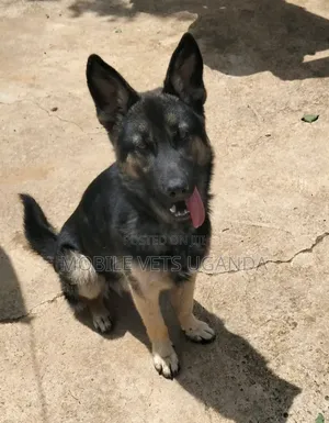 6-12 months Male Purebred German Shepherd