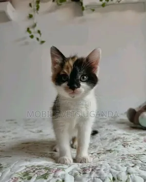 1-3 months Female Purebred British Shorthair