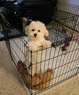 3-6 months Male Purebred Maltese