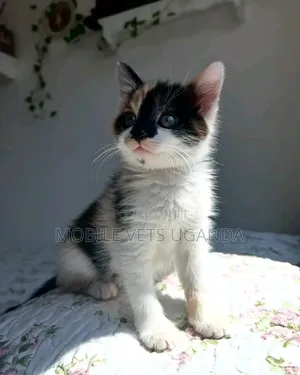 1-3 months Male Purebred Oriental