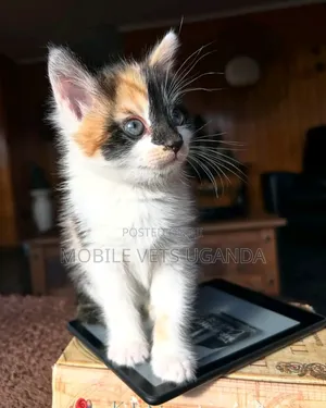 1-3 months Female Purebred Ragamuffin