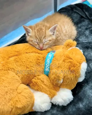 0-1 month Female Purebred Nebelung