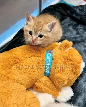 1-3 months Male Purebred Cymric