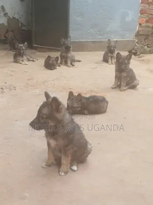 3-6 months Female Purebred German Shepherd