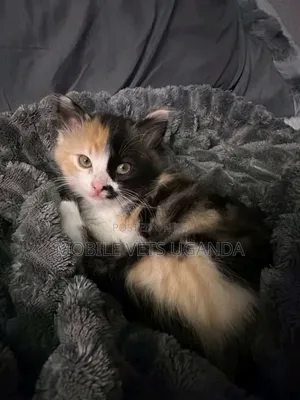 1-3 months Female Purebred Himalayan