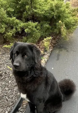 6-12 months Male Purebred Caucasian Shepherd