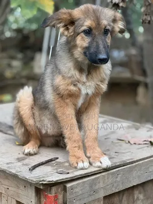 1-3 months Male Purebred German Shepherd