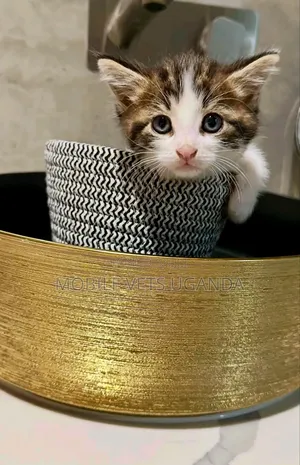 0-1 month Male Purebred Bombay