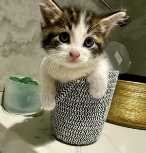 1-3 months Female Purebred American Bobtail