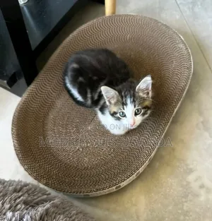 0-1 month Female Purebred Balinese