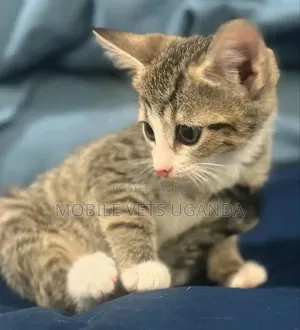 0-1 month Male Purebred Korat