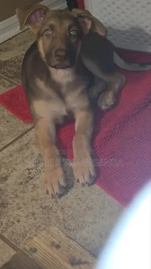 3-6 months Male Purebred German Shepherd